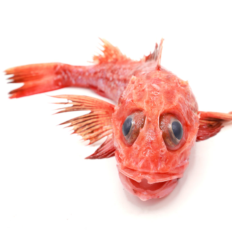 Live Arowana<br> 游水红龍魚<br> $22.99/l