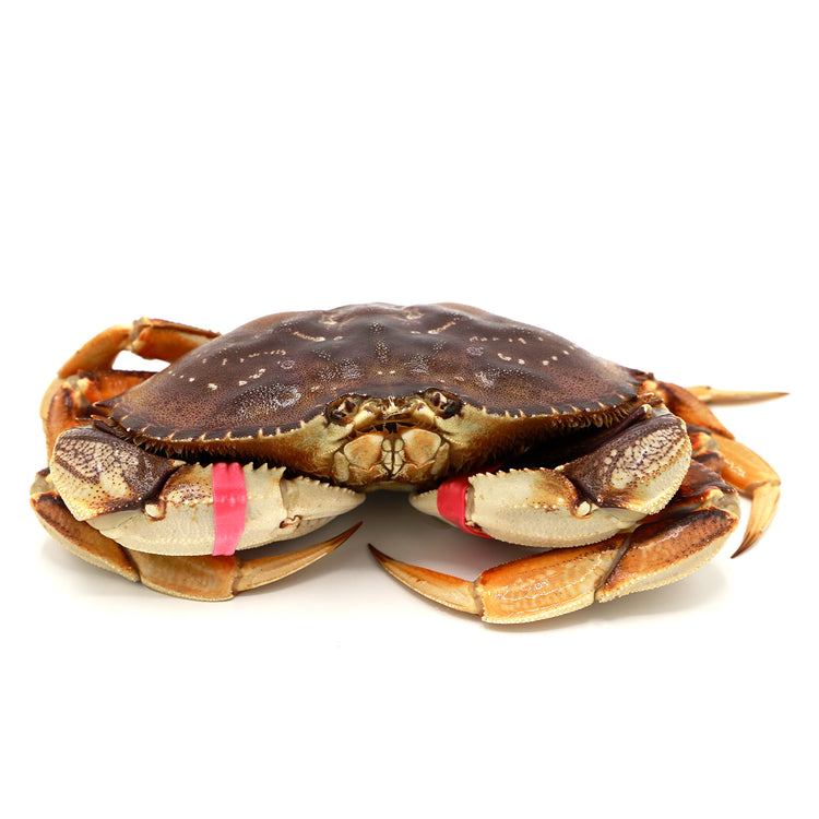 Live Dungeness Crab<br> 阿拉斯加肉蟹