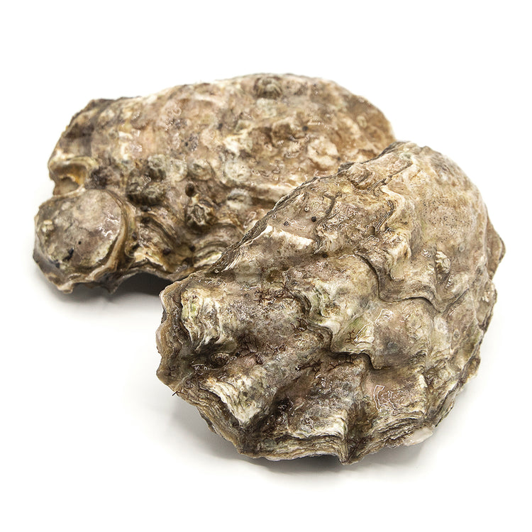 Oyster<br> 生蠔