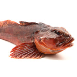 Sebastiscus Marmoratus<br> 石狗公<br> $14.75/lb