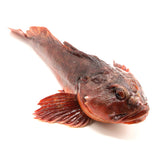 Sebastiscus Marmoratus<br> 石狗公<br> $14.75/lb