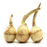 Sagittaria sagittifolia (Arrowhead)<br> 茨菇<br> $1.99/lb