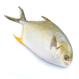 Golden Pompano<br> 金鯧魚<br> $4.29/lb