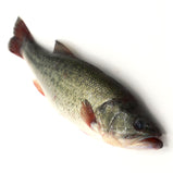 Live Bass Fish<br> 黑鲈魚 (盲曹)<br> $9.99/lb