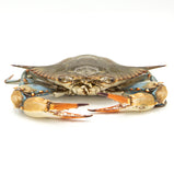 Live Blue Crab<br> 藍蟹<br> $8.49/lb