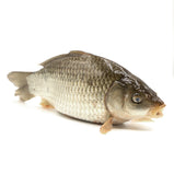 Live Carassius Auratus<br> 游水白鲫魚<br> $5.99/lb