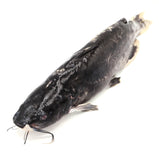 Live Cat Fish<br> 游水塘虱<br> $6.29/lb