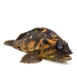 Live China Cod<br> 游水芝麻斑<br> $20.99/lb