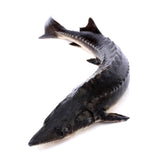 Live Chinese Sturgeon<br> 游水鲟龙鱼<br> $11.99/lb
