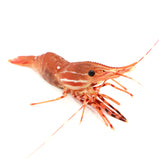 Live Coral Shrimp<br> 游水珊瑚蝦<br> $32.99/lb