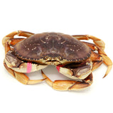 Live Dungeness Crab<br> 阿拉斯加肉蟹