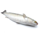 Live Flathead Grey Mullet Fish<br> 游水烏頭魚<br> 19.99/lb