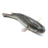 Live Flathead Grey Mullet Fish<br> 游水烏頭魚<br> 19.99/lb