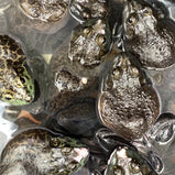 Live Frog<br> 生猛田雞<br> $5.99/lb