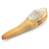 Live Geoduck<br> 生猛阿拉斯加野生象拔蚌<br> $24.25/lb