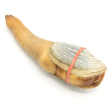 Live Geoduck<br> 生猛阿拉斯加野生象拔蚌<br> $24.25/lb