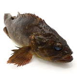 Live Giant Grouper<br> 游水龍躉 (石斑魚)<br> $19.99/lb
