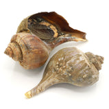 Live Sea Conch<br> 活響螺<br> $4.99/lb