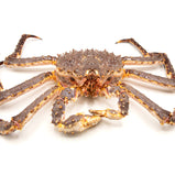 Live King Crab<br> 皇帝蟹<br> $39.99/lb