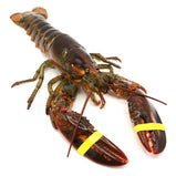 Live Boston Lobster<br> 游水波士頓龍蝦