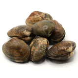 Live Manila Clam<br> 新鮮活皇帝蜆<br> $6.25/lb