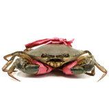 Live Mud Crab<br> 膏蟹<br> $21.99/lb