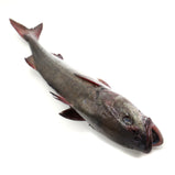 Live Sablefish / Black Cod<br> 游水鱈魚<br> $9.59/lb
