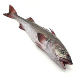 Live Sablefish / Black Cod<br> 游水鱈魚<br> $9.59/lb