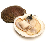 Live Scallops<br> 新鮮活扇貝<br> $9.99/lb
