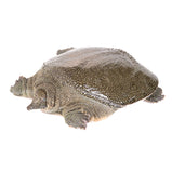 Live Softshell Turtle<br> 生猛水魚<br> $12.99/lb