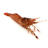 Live Spot Prawn<br> 游水斑點蝦<br> $23.99/lb