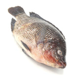 Live Tilapia<br> 游水非洲鯽<br> $5.09/lb