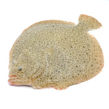 Live Turbot<br> 游水多寶魚<br> 19.99/lb
