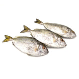 Live Pinspotted Spinefoot<br> 游水泥猛 <br> $13.99/lb