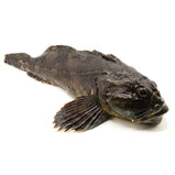 Live Sabah Giant Grouper<br> 游水沙巴龍躉 <br> $19.99/lb