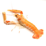 Live Norway Lobster<br> 游水挪威海螯蝦 (北極蝦) <br> $39.99/lb