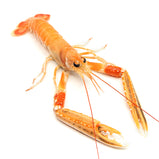 Live Norway Lobster<br> 游水挪威海螯蝦 (北極蝦) <br> $39.99/lb