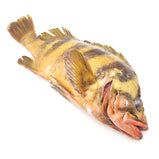 Live Epinephelus Awoara<br> 游水青石斑鱼<br> $19.99/lb