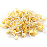 Sprouts<br> 芽菜<br> $1.69/lb