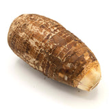 Taro<br> 芋頭<br> $0.99¢/lb