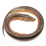 Yellow Eel <br> 新鮮黃鱔 <br> $19.99/lb